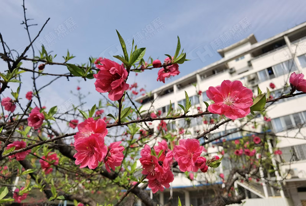 桂林鴻程花團(tuán)錦簇，滿園春色，邀您一起共賞春景，共商大計(jì)！